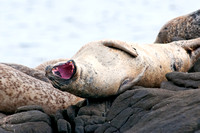 Adult male Common Seal, Kildonan