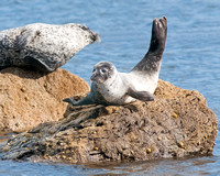 Young Common Seal, Kildonan