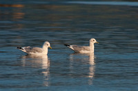 Common Gulls, Blackwaterfoot