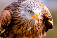 Red Kite - Hawk Conservancy Trust