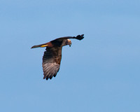 Marsh Harrier, Cley Nature Reserve