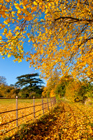 Trees, Leaves & Autumn Colour