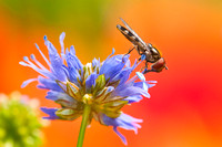 A Symphony in Colour - Hoverfly on a cornflower