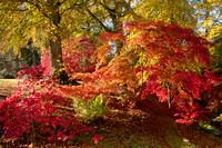 Autumn colour, Cotswolds