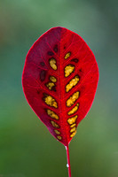 Smoke tree, Cotinus coggygria Royal Purple - autumn