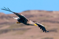 White-tailed Eagle, Mull
