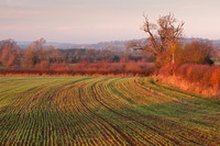 Cotswolds, late afternoon, winter
