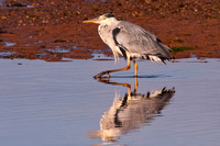 Grey Heron & reflection