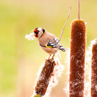 Goldfinch with nesting material