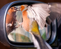Chaffinch attacking its own image - 1