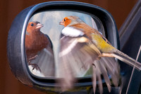Chaffinch attacking its own image - 2