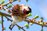Goldfinch with a larch seed
