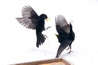Blackbirds fighting in the snow