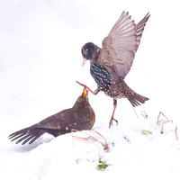 Starling and blackbird fighting
