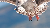 Juvenile Herring Gull, landing gear down.
