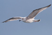 Juvenile Herring Gull in flight