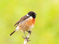 Stonechat, male, summer