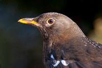 Blackbird with leucism