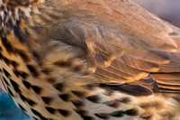 Song Thrush feathers - close-up