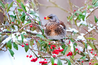 Fieldfare with cotoneaster berry