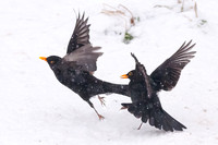 Fighting Blackbirds
