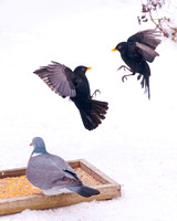 Blackbirds in aerial combat - 1
