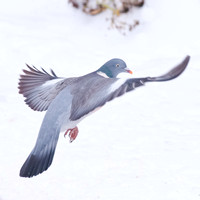Woodpigeon in flight, winter