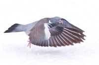 Woodpigeon in winter