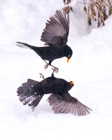 Blackbirds in aerial combat - 2