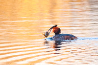 Great Crested Grebe with perch