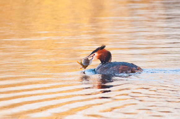 Great Crested Grebe with perch