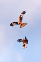 Red Kites, aerial display