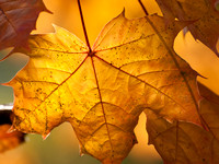 Golden maple leaf, autumn