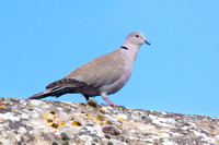 Collared Dove on a Cotswold roof