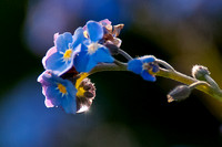Raindrop on Forget-me-not