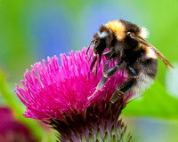 2013-06-07-Bumblebee-061