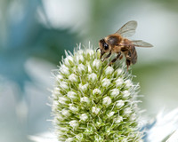 Honey Bee on Eryngium 'Mrs Wilmott's Ghost'