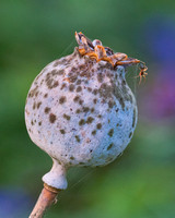 Poppy seed head and spider
