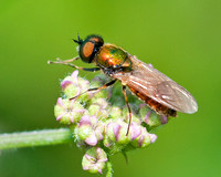Soldier-Fly - Chloromyia formosa (male)
