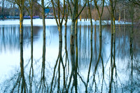 Tree reflections, floods