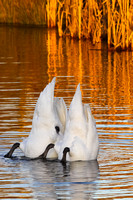 Synchronised swimming - Mute Swans