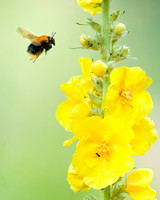 Bumblebee, early morning