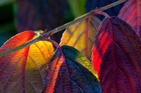 Viburnum mariesii - autumn leaves