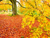 Beech tree in autumn