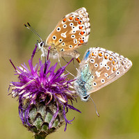 Adonis Blue butterflies mating