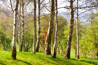 Silver birch trees in spring
