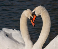 Mutual affection, Mute Swans