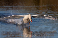 Running on water for take-off - Mute Swan