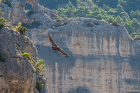 Griffon Vulture, Gorges de la Jonte