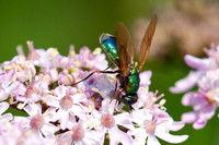 Soldier-Fly - Chloromyia formosa